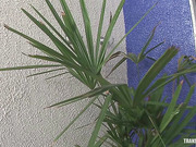 Brunette tgirl sucks and fucks her hairy male friend